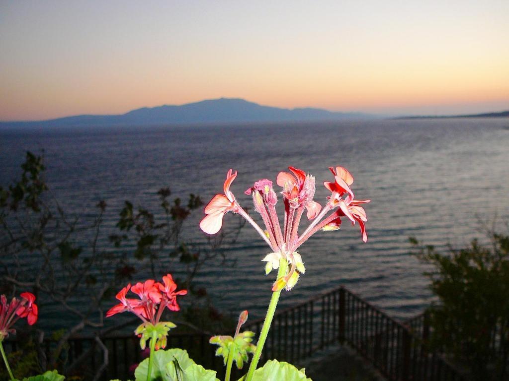 Assos Terrace Hotel Esterno foto